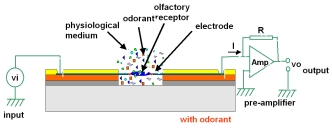 Change in polarization resistance of OR 17-40 immobilized on gold substrates with respect to odorant concentration as measured by Electrochemical Impedance Spectroscopy.
