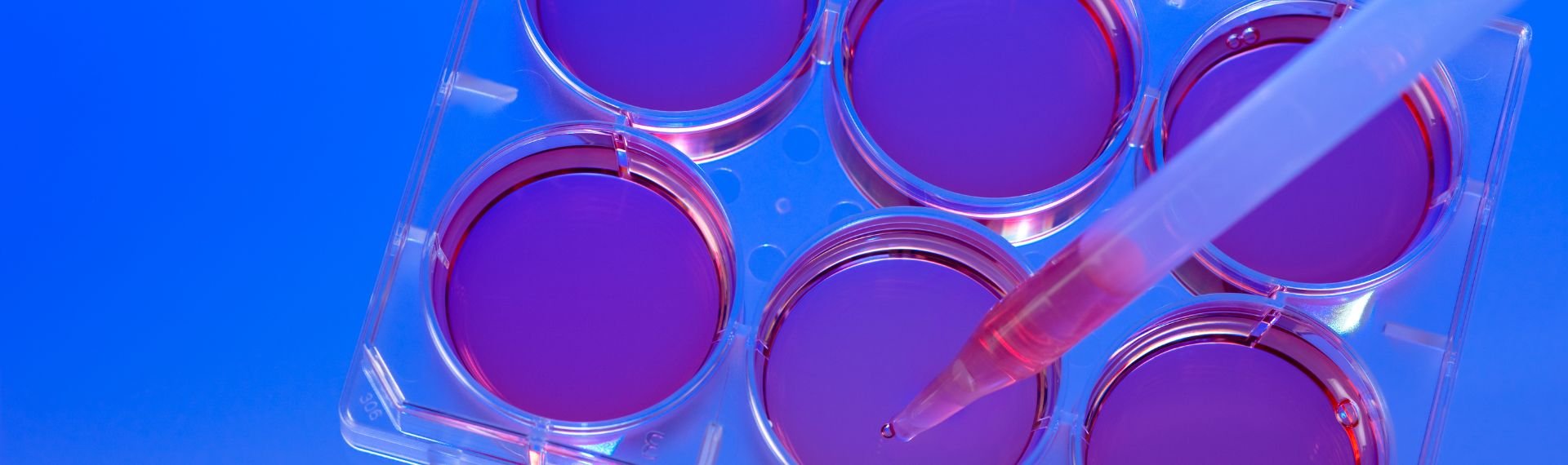 Immagine di presentazione 1 