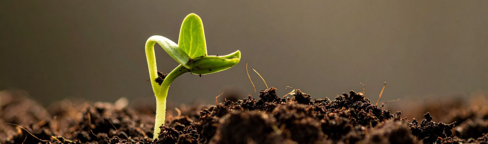 Monica Vitali eletta coordinatrice del Green ICT Working Group di Informatics Europe