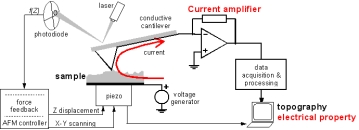 Simultaneous topography and capacitance mapping of a nanovesicle containing Olfactory Receptors deposited on gold.