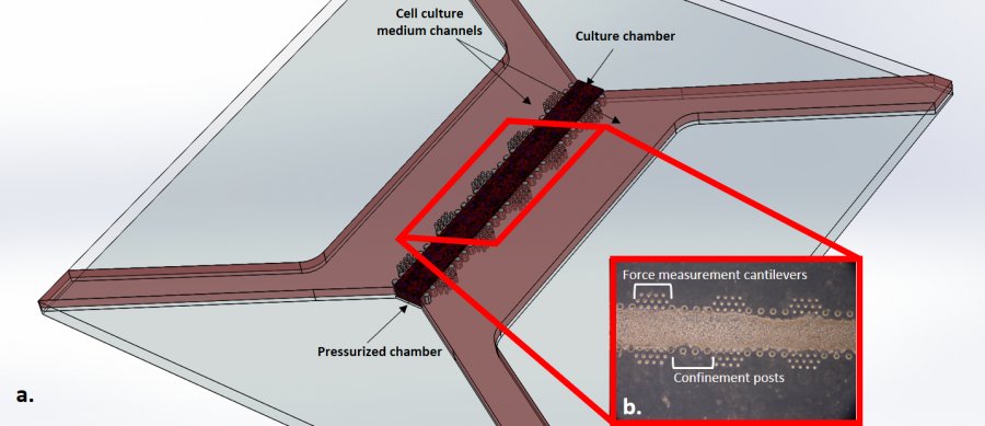 Heart on a chip – a) disegno schematico di un dispositivo per la coltura di cardiomiociti; i cardiomiociti sono caricati in un gel di fibrina confinato tra due file di colonne , così da ottenere due canali laterali per il nutrimento; il lab on a chip è attuato mediante pressurizzazione di una camera posta inferiormente. b. immagine di cellule di cardiomiociti di ratto in cotura nel chip; le cellule sono tenute in coltura per 7 giorni in condizioni di stimolazione meccanica ciclica (deformazione a trazione del 10% a 1 Hz) per simulare le condizioni in vivo. Un nuovo sistema basato su cantilever è utilizzato per misurare le forze generate dalle cellule durante la contrazione. Heart on a chip – a) disegno schematico di un dispositivo per la coltura di cardiomiociti; i cardiomiociti sono caricati in un gel di fibrina confinato tra due file di colonne , così da ottenere due canali laterali per il nutrimento; il lab on a chip è attuato mediante pressurizzazione di una camera posta inferiormente. b. immagine di cellule di cardiomiociti di ratto in cotura nel chip; le cellule sono tenute in coltura per 7 giorni in condizioni di stimolazione meccanica ciclica (deformazione a trazione del 10% a 1 Hz) per simulare le condizioni in vivo. Un nuovo sistema basato su cantilever è utilizzato per misurare le forze generate dalle cellule durante la contrazione.