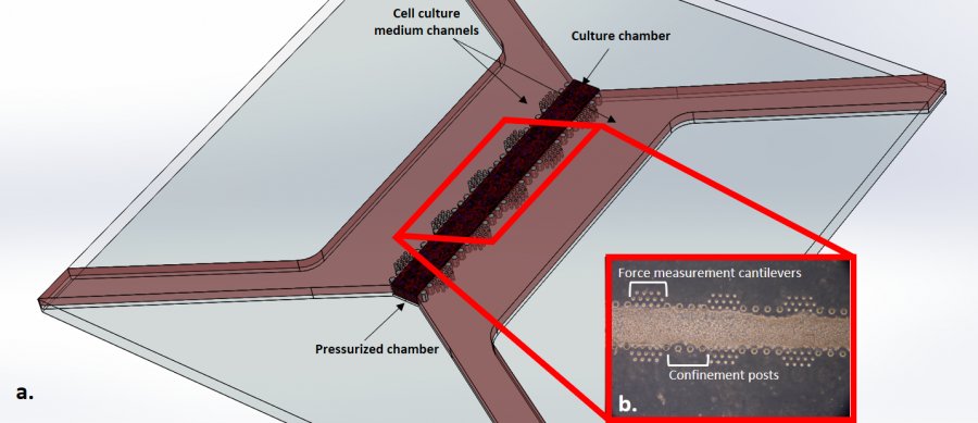 Heart on a chip  a. Schematic drawing of heart-on-a-chip device. Beating heart-on-a-chip platform layout consists of a culture chamber for housing cell-laden hydrogel, confined between two arrays of posts; lateral medium channels and a bottom pressurized chamber, which serves to provide cells with a controlled mechanical actuation. b. Microphotograph of neonatal rat cardiomyocytes (NRCMs) culture. NRCMs embedded in fibrin gel were cultured for 7 days under cyclic mechanical stimulation (10% uniaxial strain, 1Hz frequency) to mimic the the systolic and diastolic phase that cardiomyocyte experience in native beating heart. A novel cantilever-based approach for contractility and force measurements of 3D engineered cardiac microtissue was here developed. 