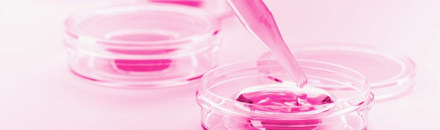 Pipetta da laboratorio che rilascia una goccia di liquido rosa in una piastra di Petri.